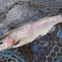 釣行タイミングが良ければ釣れる ～岡崎トラウトポンド～